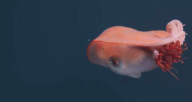 Munduko olagarrorik bitxiena gertutik grabatu ahal izan dute