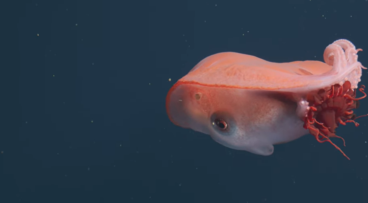 Munduko olagarrorik bitxiena gertutik grabatu ahal izan dute