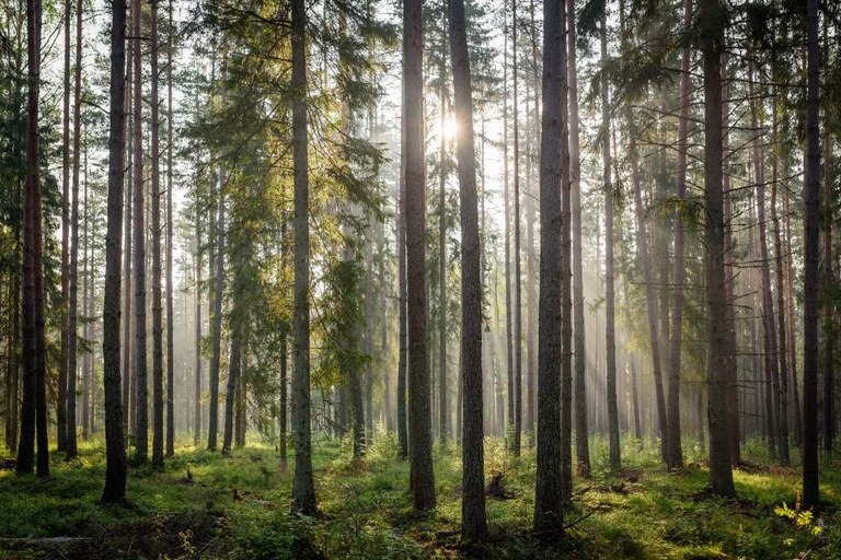 NATURA ENTZUTEAK OSASUN MENTALA HOBETZEN DU NATURA ENTZUTEAK OSASUN MENTALA HOBETZEN DU