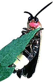 Natura, teknologiaren aurretik Natura, teknologiaren aurretik