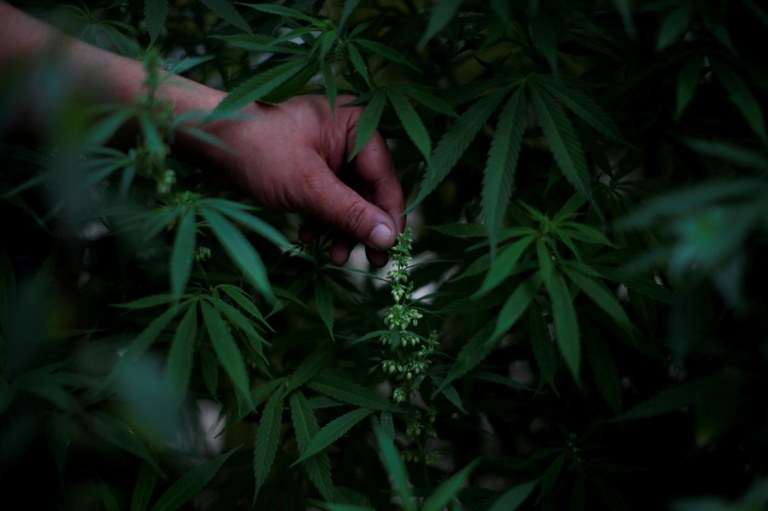 Nazio Batuen Erakundeak kanabisa droga arriskutsuen kategoriatik kendu du Nazio Batuen Erakundeak kanabisa droga arriskutsuen kategoriatik kendu du