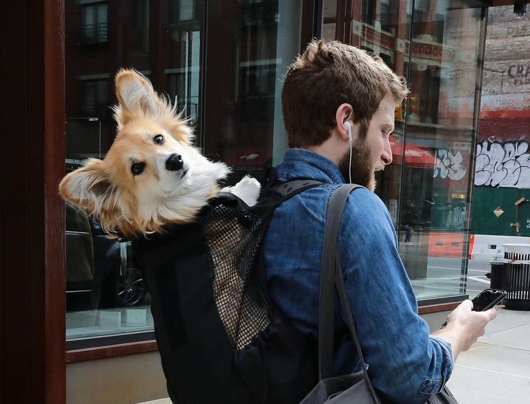 New Yorken txakurrak motxilan dituela ibili eta haien adopzioak bultzatzen dituen influencerra