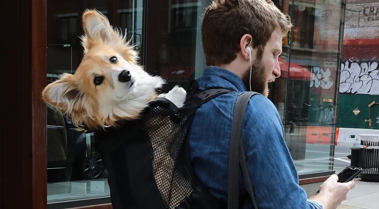 New Yorken txakurrak motxilan dituela ibili eta haien adopzioak bultzatzen dituen influencerra