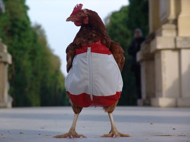 Oilaskoak alokagai Oilaskoak alokagai
