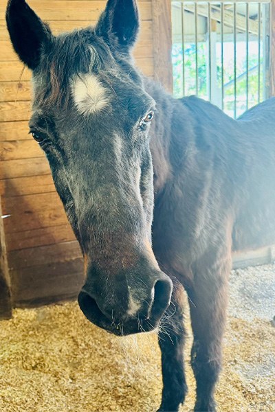 oldest-horse-mokie-in-2024.jpg