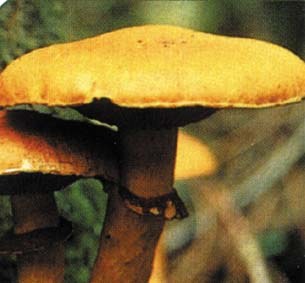 Onddoak eta zuhaitzak, betiko lagunak Onddoak eta zuhaitzak, betiko lagunak