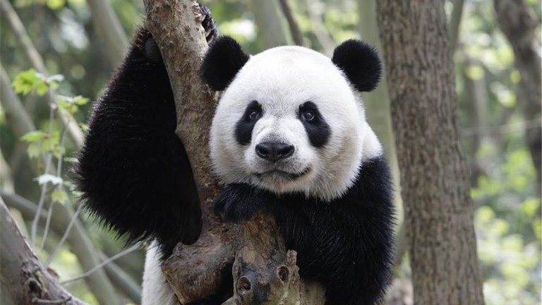 Panda hartzak jada galzoritik at, oraingoz Panda hartzak jada galzoritik at, oraingoz