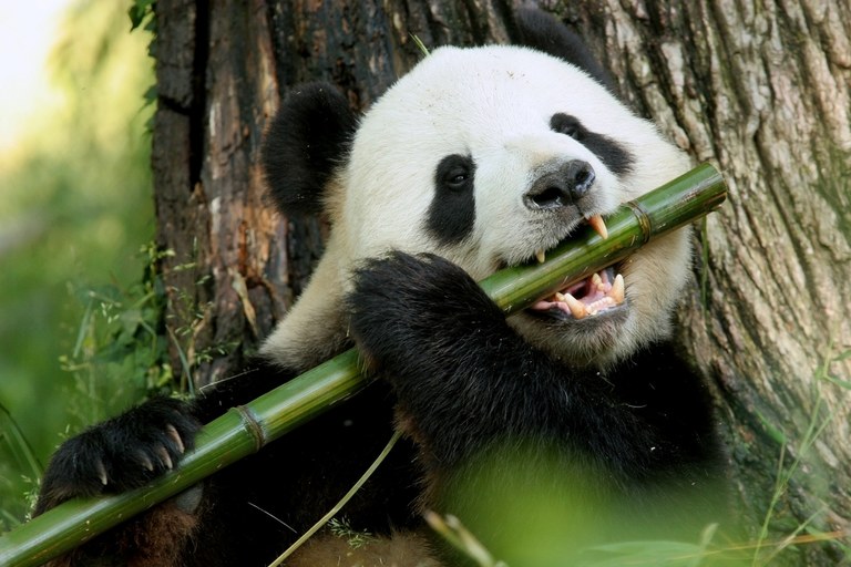 oso panda.jpg