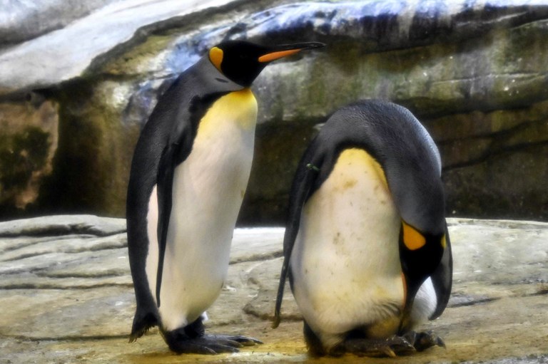 Pinguino homosexual bikote batek arrautza abandonatu bat adoptatu du Pinguino homosexual bikote batek arrautza abandonatu bat adoptatu du
