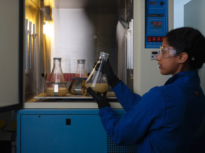 Plastikoa lehengai bilakatzen duen bakterio bat garatu dute