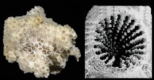 Plastikora egokitzen hasi diren animaliak Plastikora egokitzen hasi diren animaliak