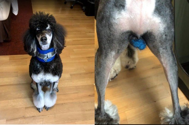 Purpurina txakurren barrabiletan, moda arriskutsua Purpurina txakurren barrabiletan, moda arriskutsua