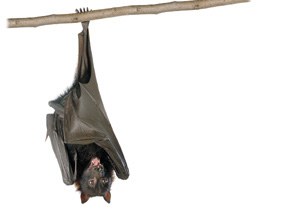 Saguzarren babesetxea Saguzarren babesetxea