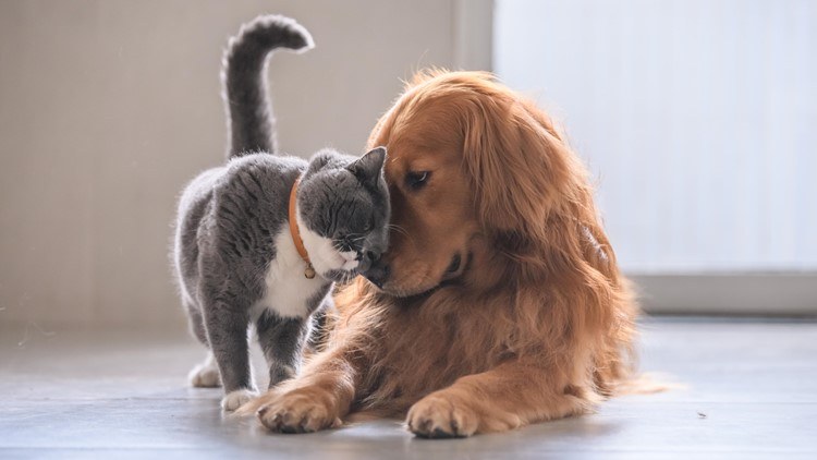 Sare sozialak, animaliak erreskatatzeko lagungarri Sare sozialak, animaliak erreskatatzeko lagungarri