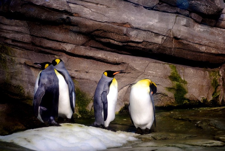Sateliteei esker pinguino enperadoreen kolonia berria topatu dute