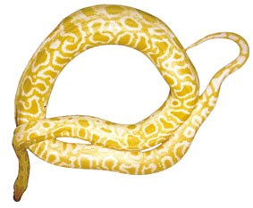 Sugeak Sugeak
