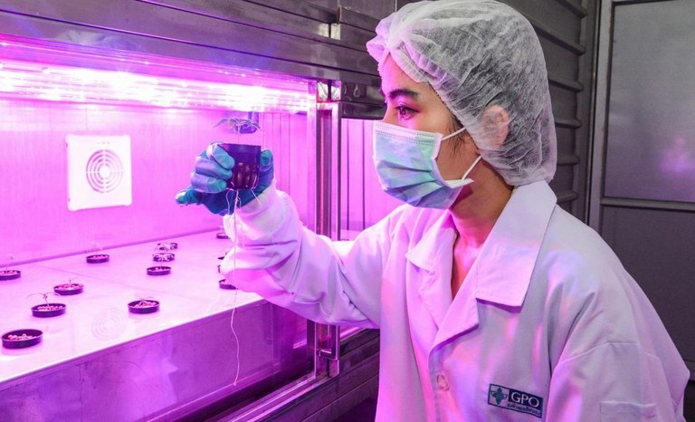 Tailandia comienza a probar marihuana medicinal con pacientes.jpg