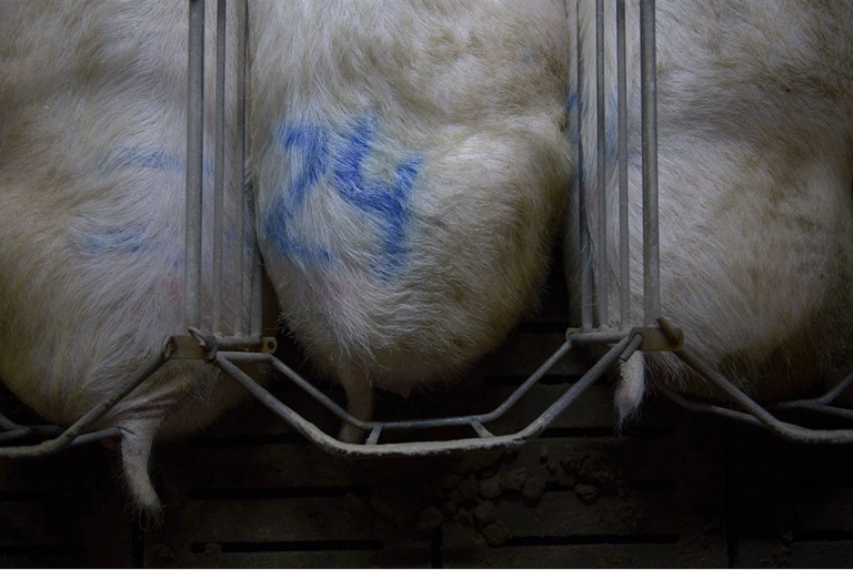 Captura de Pantalla 2022-07-04 a las 13.26.53.png