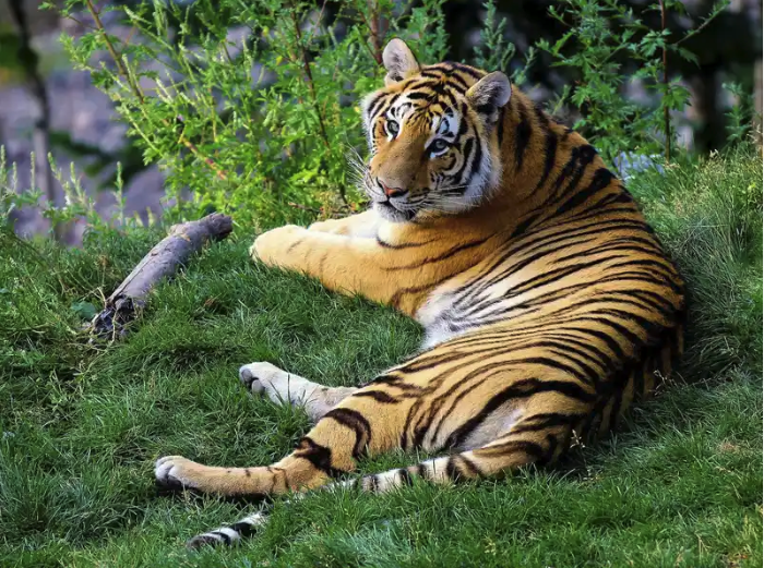 Tigre basatien populazioa uste zena baino %40 handiagoa da Tigre basatien populazioa uste zena baino %40 handiagoa da