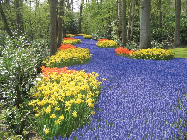 Tulipa parke erraldioa Tulipa parke erraldioa