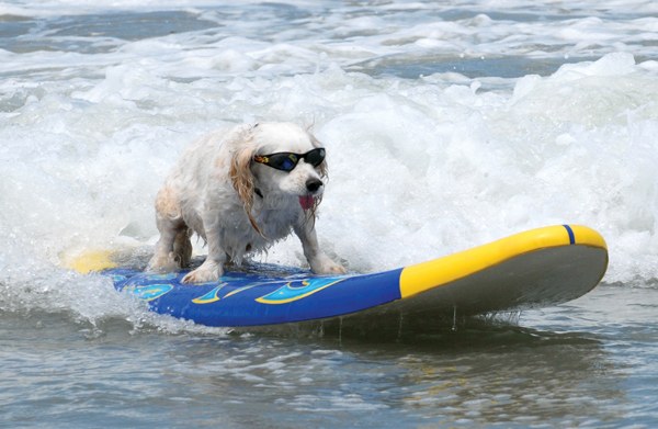 Txakurrak surfean Txakurrak surfean