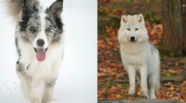 Txakurren morfologia aniztasuna uste baino askoz lehenagotik dator