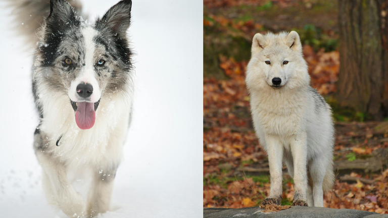 Txakurren morfologia aniztasuna uste baino askoz lehenagotik dator