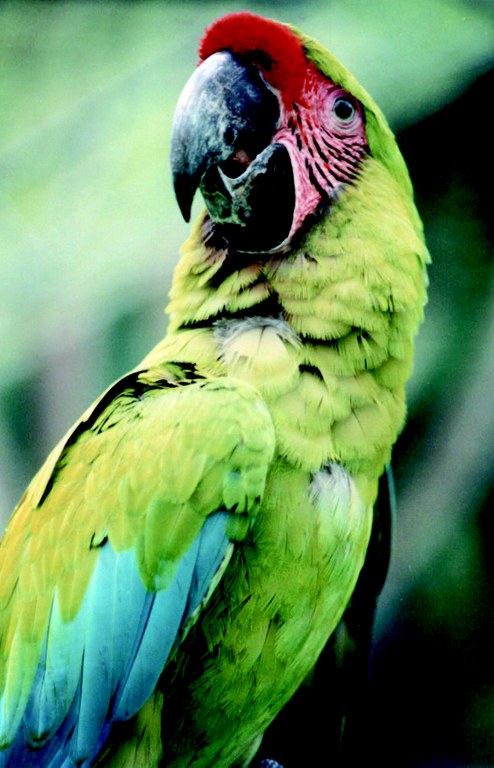 Txartel gorria loritoari Txartel gorria loritoari