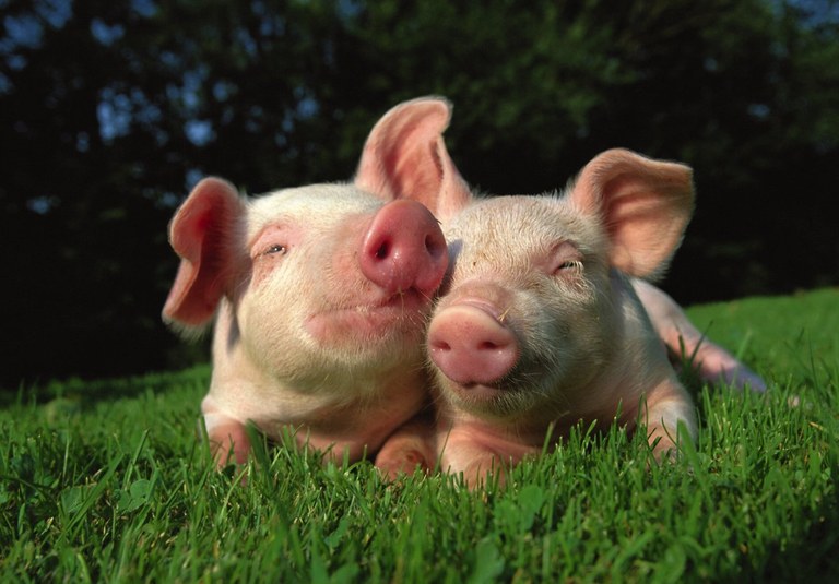 Txerriek musikaren aurrean emozionalki erreakzionatzen dute, gizakiok bezala