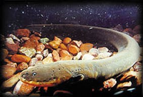 Txikia, baina arriskutsua Txikia, baina arriskutsua
