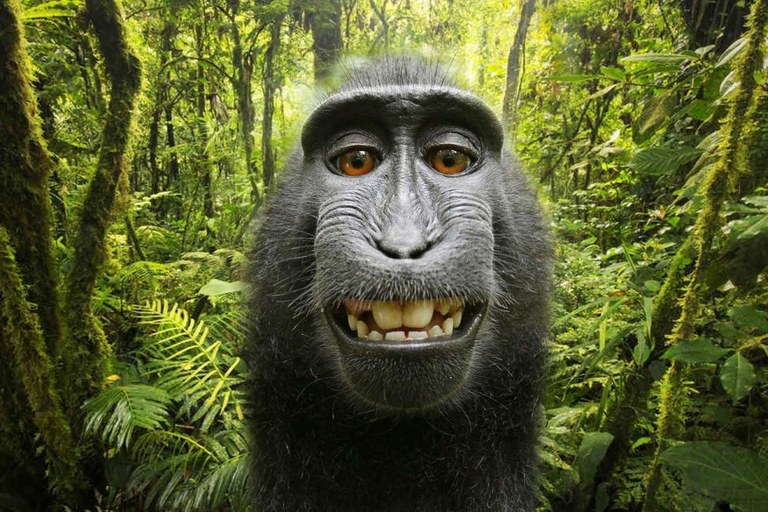 Tximinoek ba al dute copyright eskubiderik? Tximinoek ba al dute copyright eskubiderik?