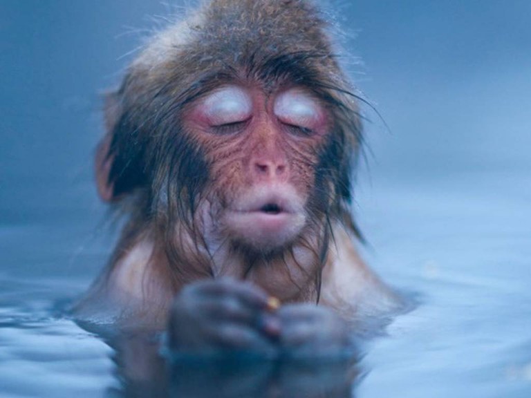 Tximinoek, estresa uxatzeko, iturri termalak erabiltzen dituzte