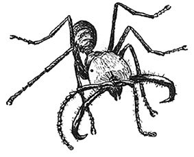 Txingurrien antzera Txingurrien antzera