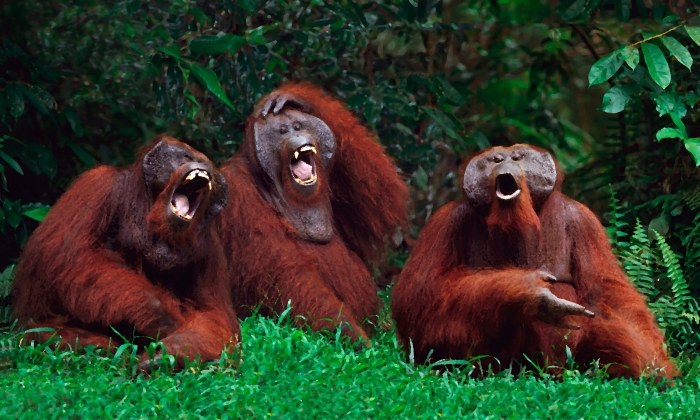Umore beharrean? Barretartia! Umore beharrean? Barretartia!