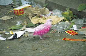 Usoen eta hegazkinen arteko borroka Usoen eta hegazkinen arteko borroka