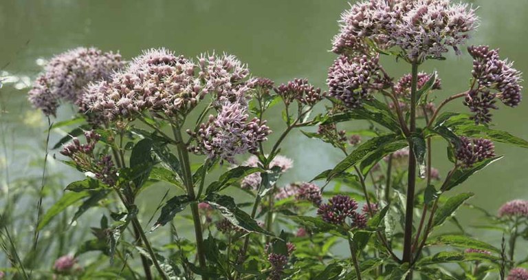 valeriana.jpg
