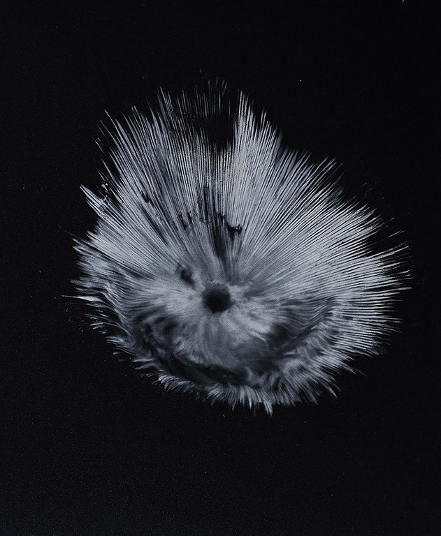 Vista de Apeiron_2018_11_11_104_S_s.jpg