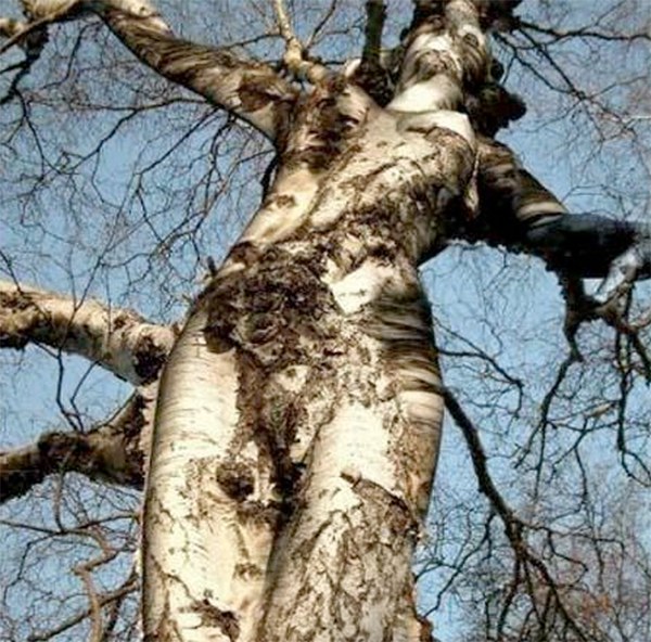 Wangari Maathai 'Tree Woman' ausartari agur Wangari Maathai 'Tree Woman' ausartari agur