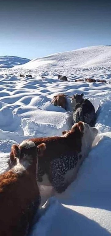 WhatsApp Image 2020-07-27 at 09.32.08.jpeg