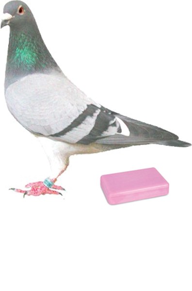 Xaboia egiten duten usoak Xaboia egiten duten usoak