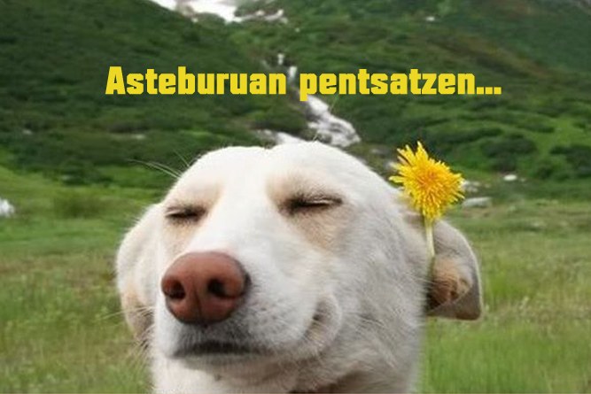Ze plan astebururako? Ze plan astebururako?