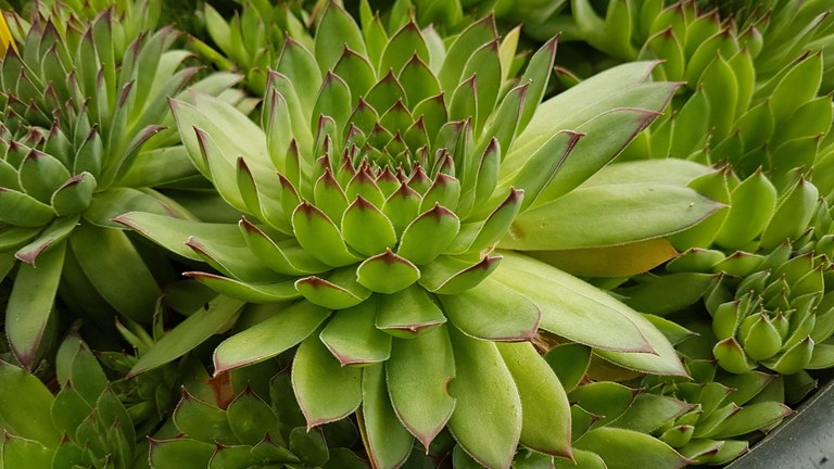 LORATEGIKO LANDAREN BATEKIN ANTISORGAILU NATURALA SORTU DUTE LORATEGIKO LANDAREN BATEKIN ANTISORGAILU NATURALA SORTU DUTE