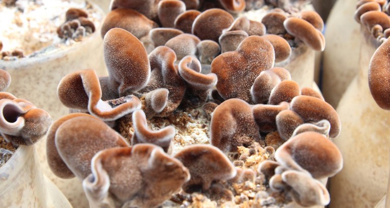 Zigarro-puntak deuseztatzen dituzten onddoak aurkitu dituzte