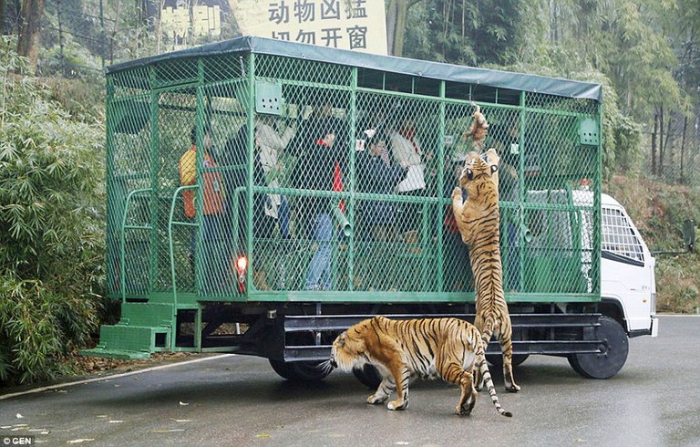 zoo-in-china1.jpg