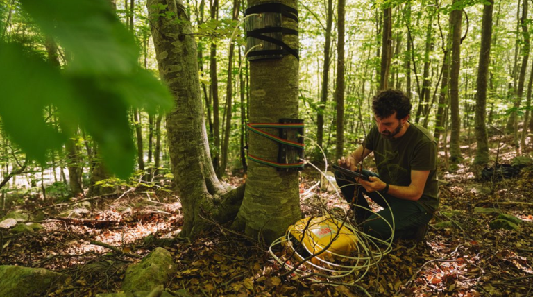 Zuhaitzen azalek metano gasa ezabatzen dutela jakin berri da