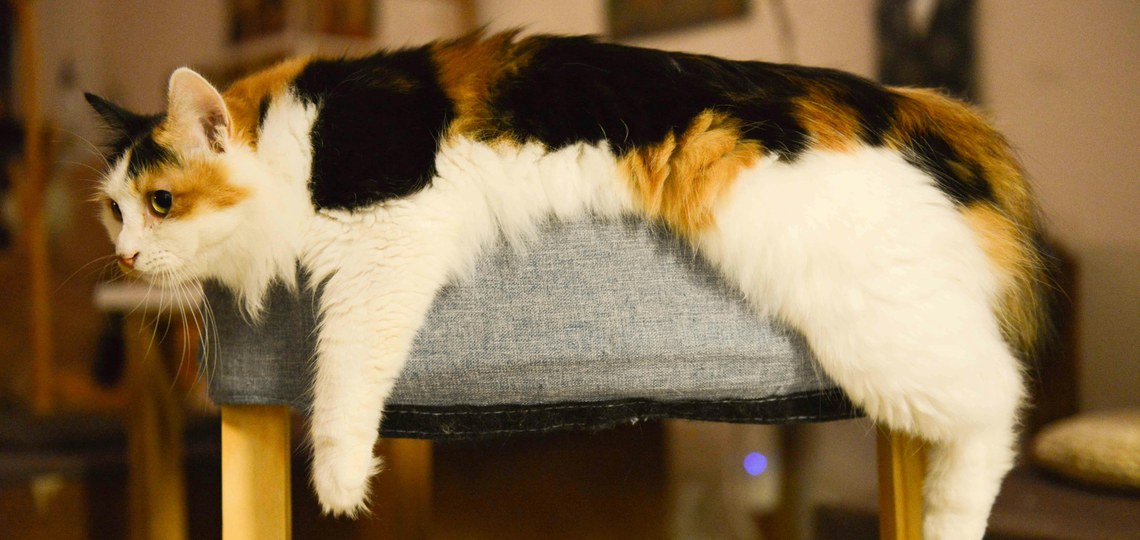 AJEA PASATZEKO AHOLKUAK